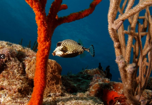 Especies del fondo del mar